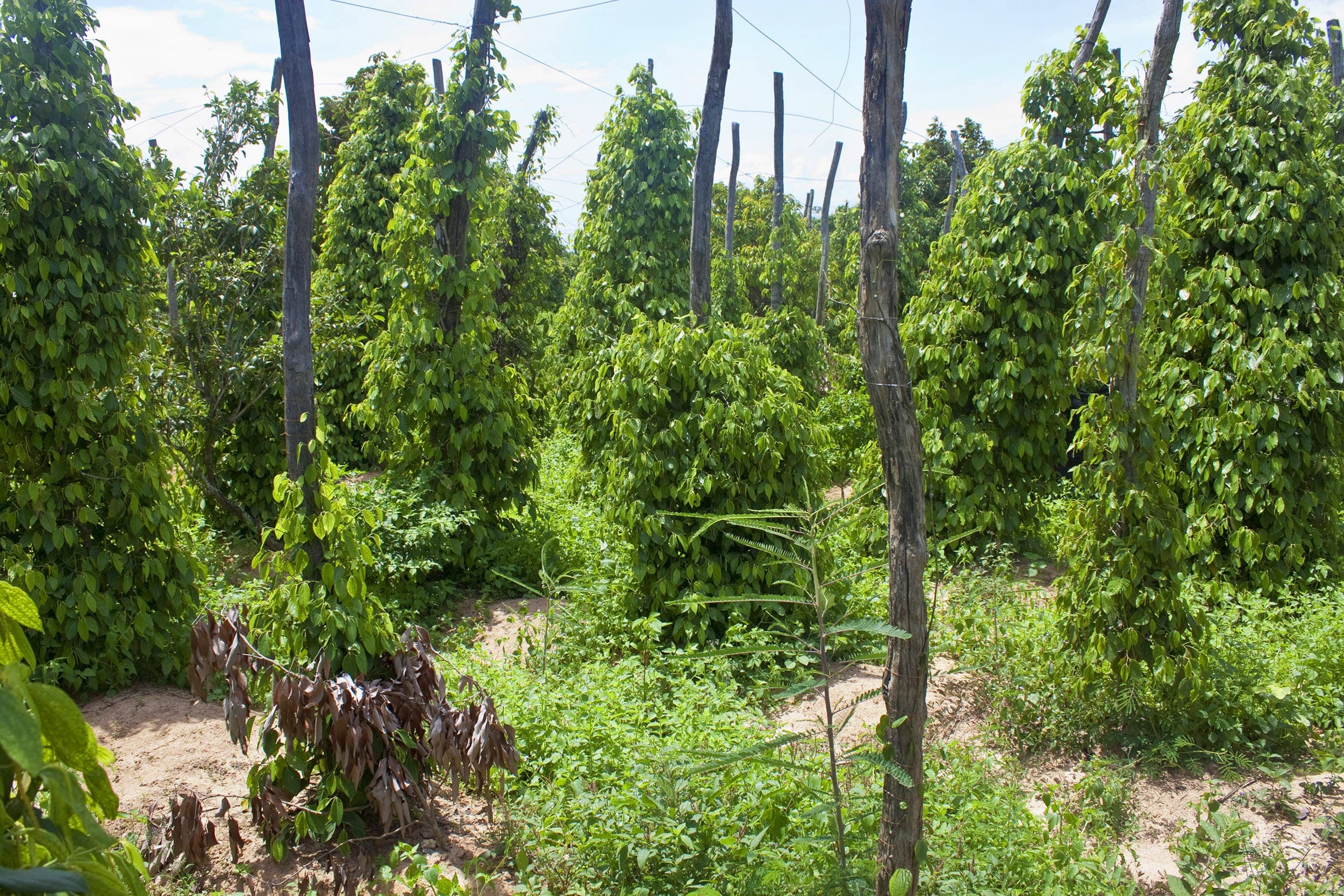 Peberplantage uden for Kampot