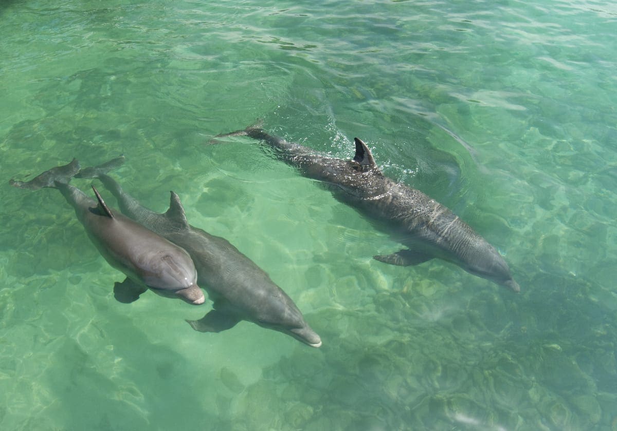 Delfiner tÃ¦t pÃ¥ kysten