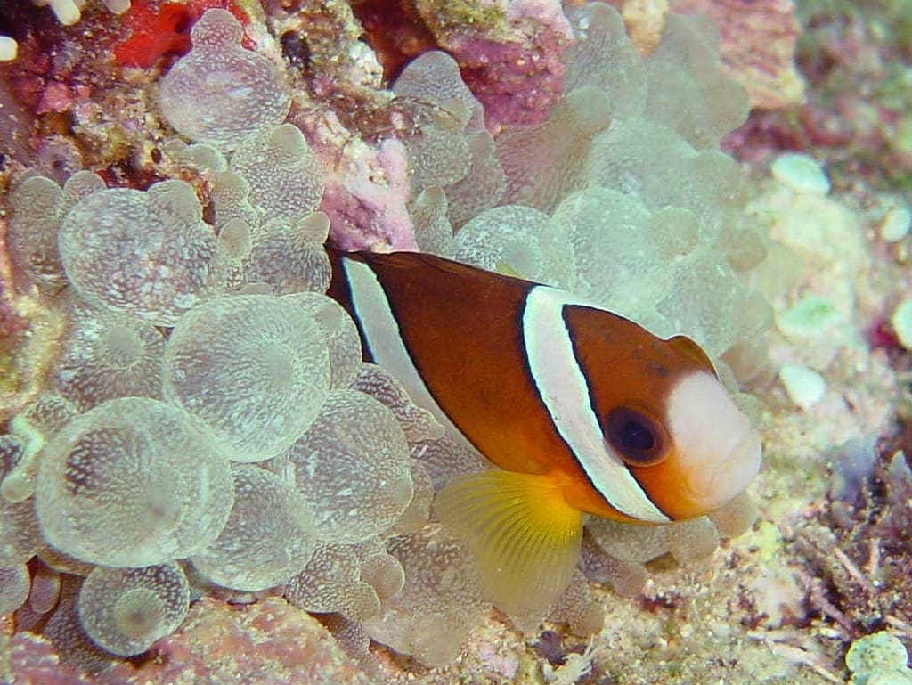 Klovnfisk