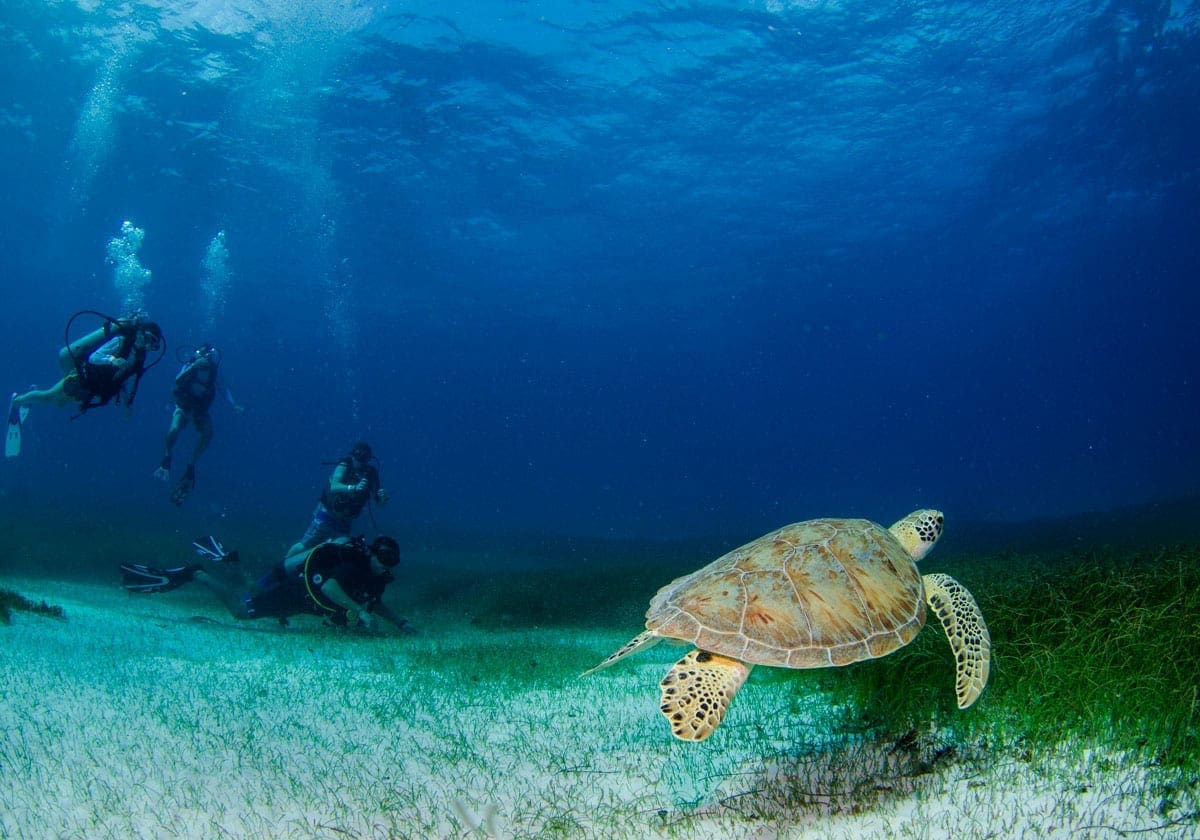 Tag ud og dyk med skildpadder