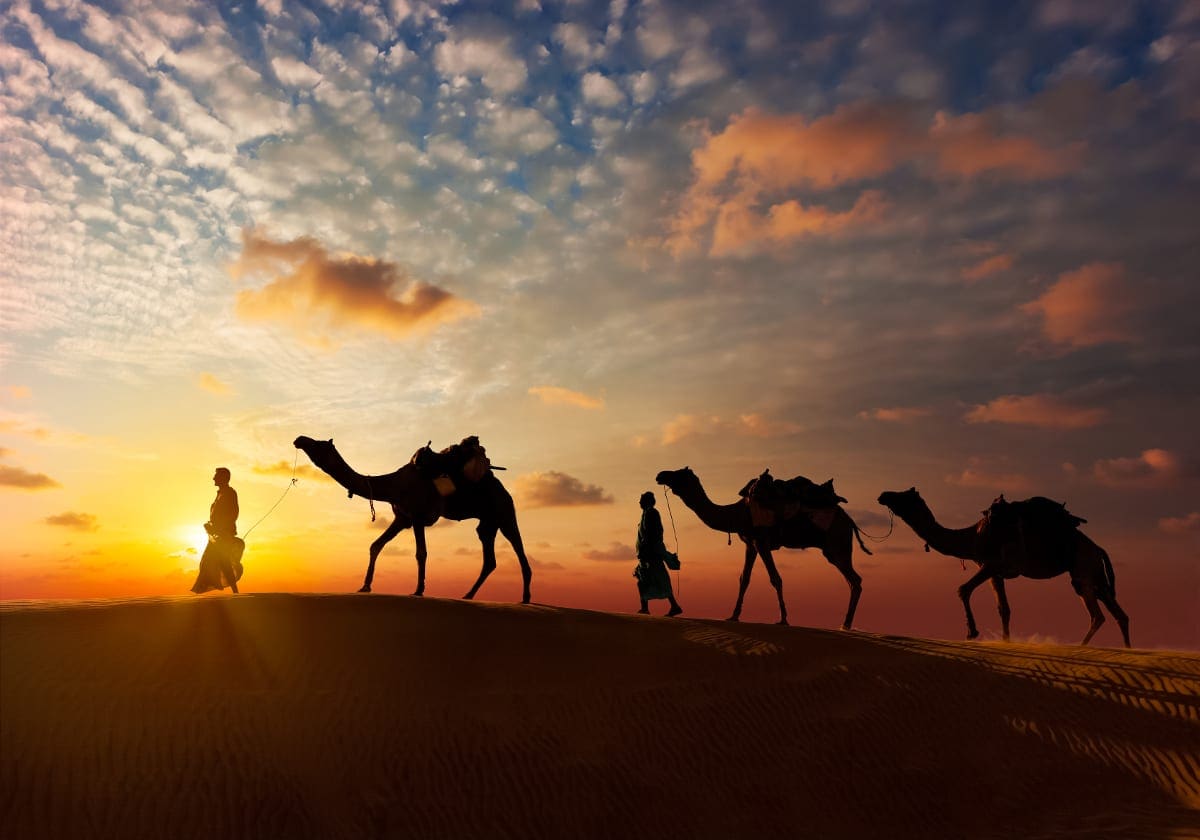 Kameler i ørkenen uden for Jaisalmer