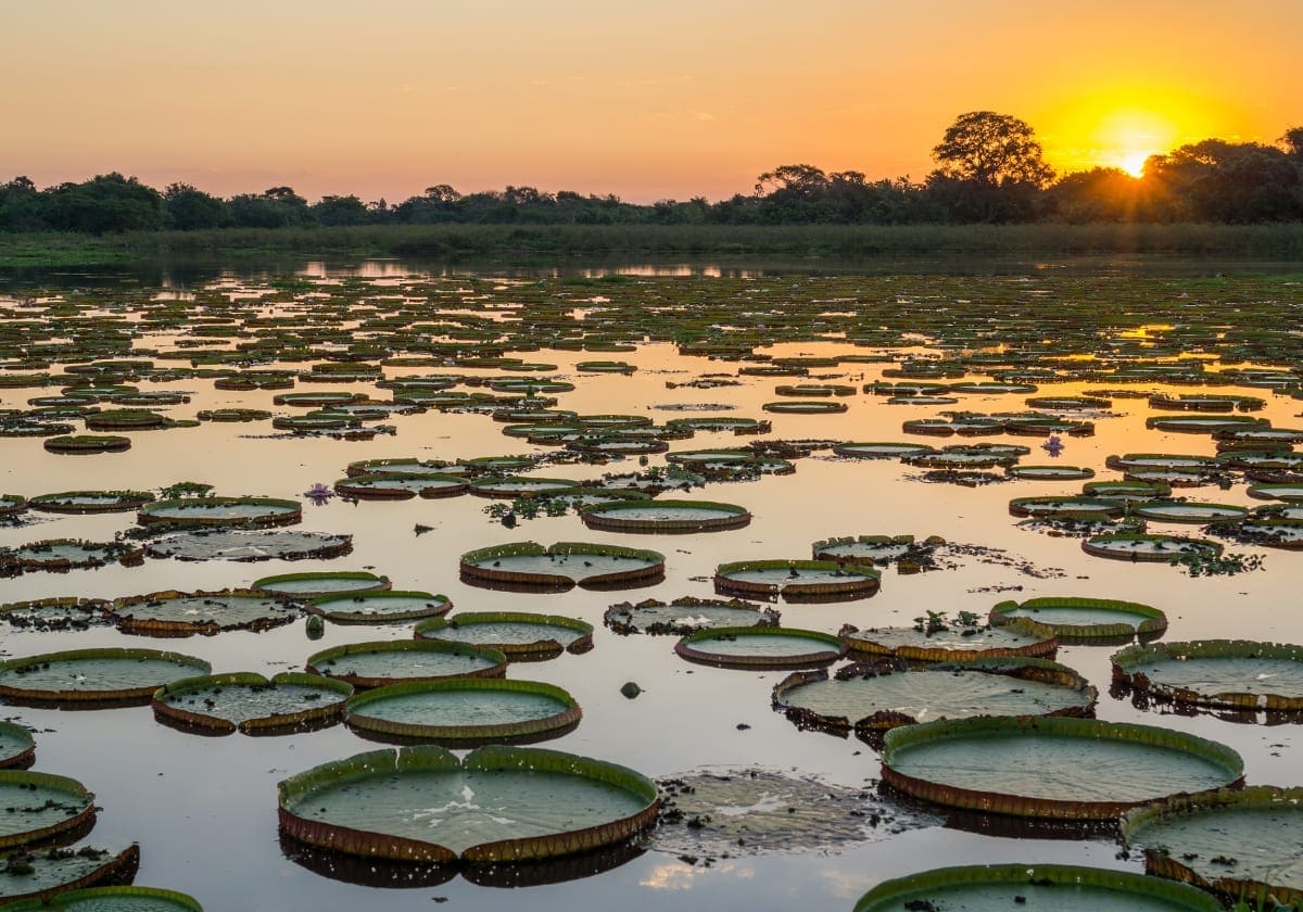 De kæmpestore vandliljer De kæmpestore vandliljer