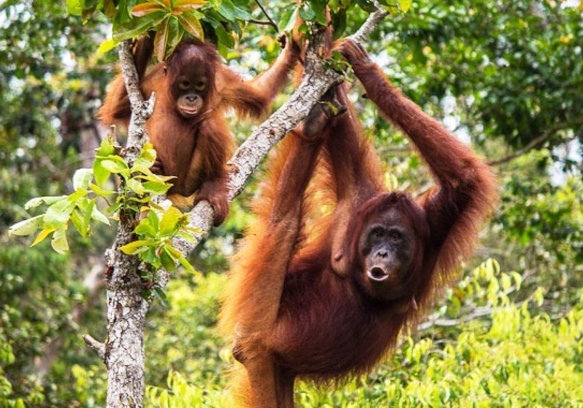 Orangutanger i Sepilok