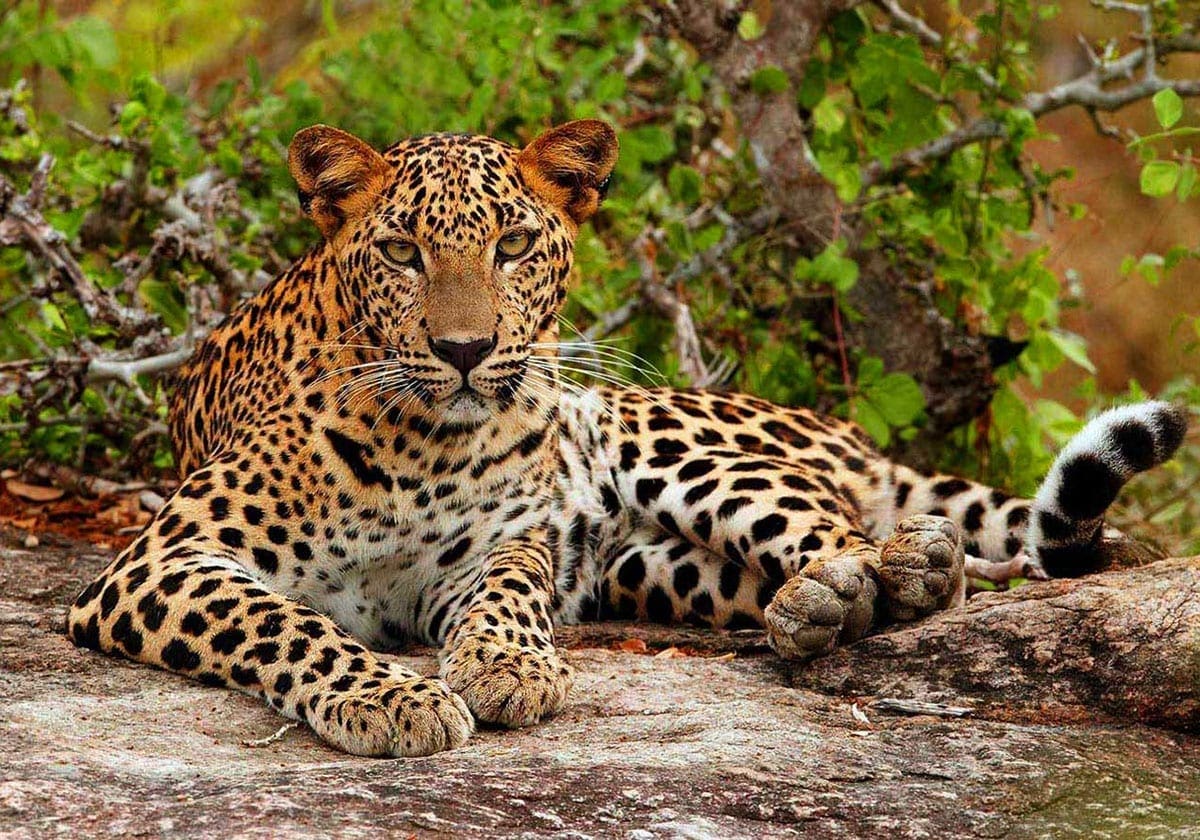 En leopard hviler sig