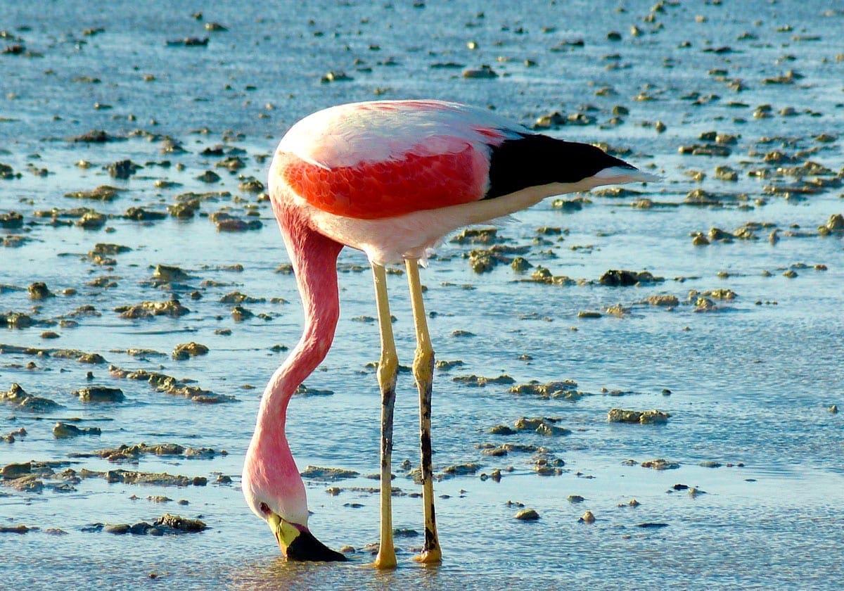 Flamingo i Chile