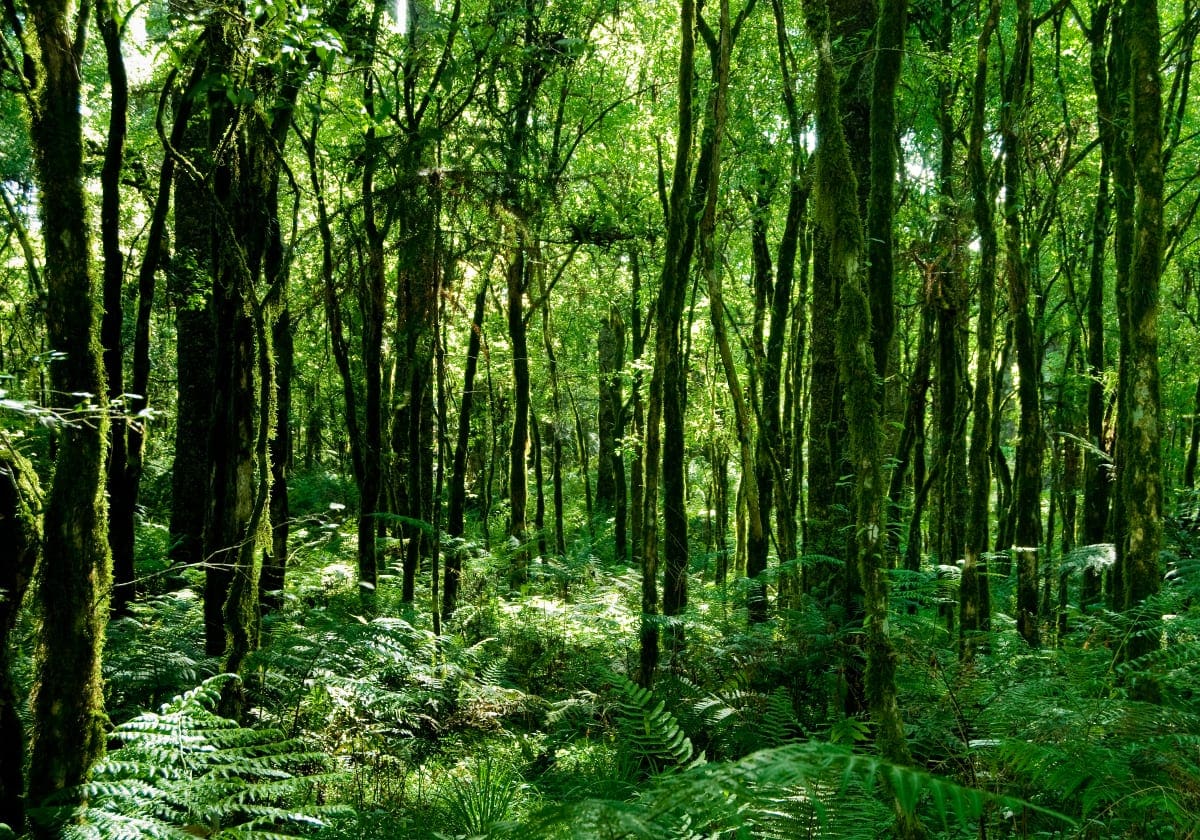 Den grønne regnskov Den grønne regnskov
