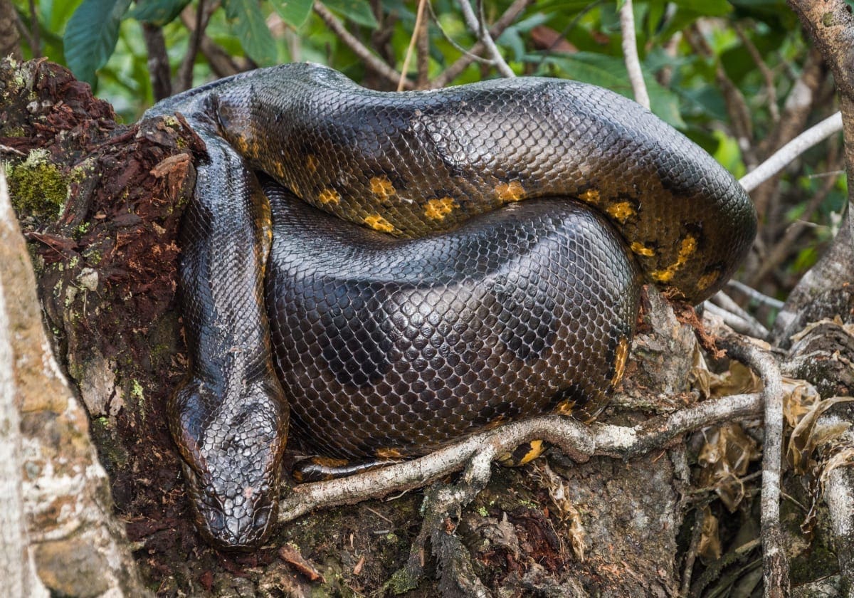 En slange i naturen
