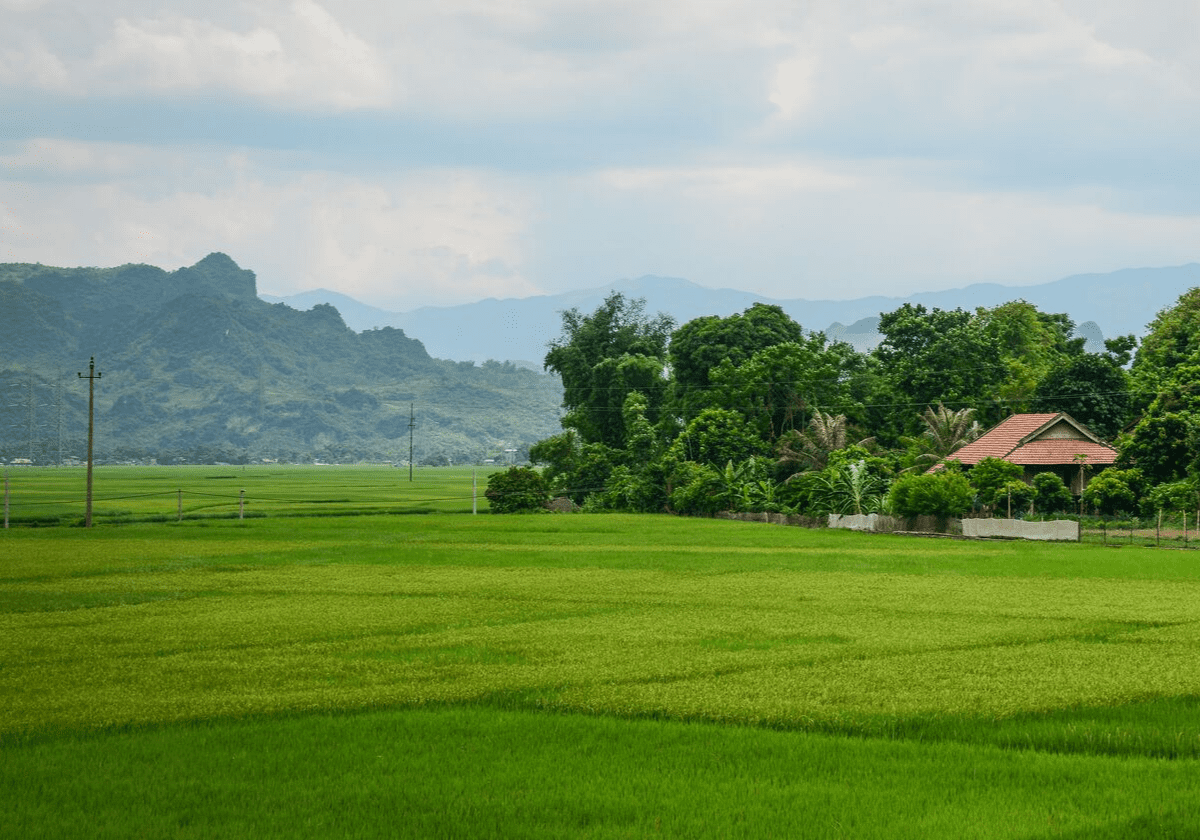 Lai Chau