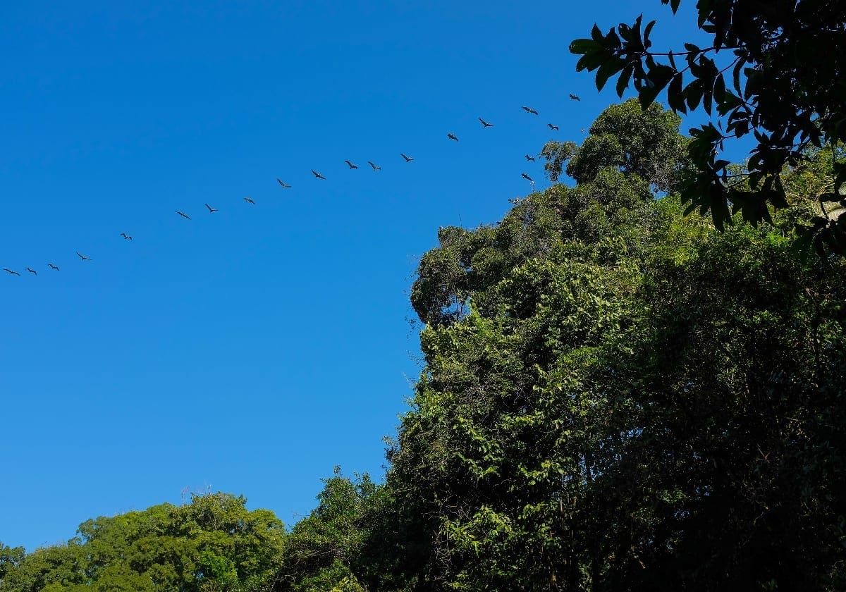 Pelikaner over regnskoven