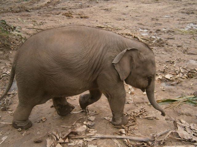 Tur til elefantparken