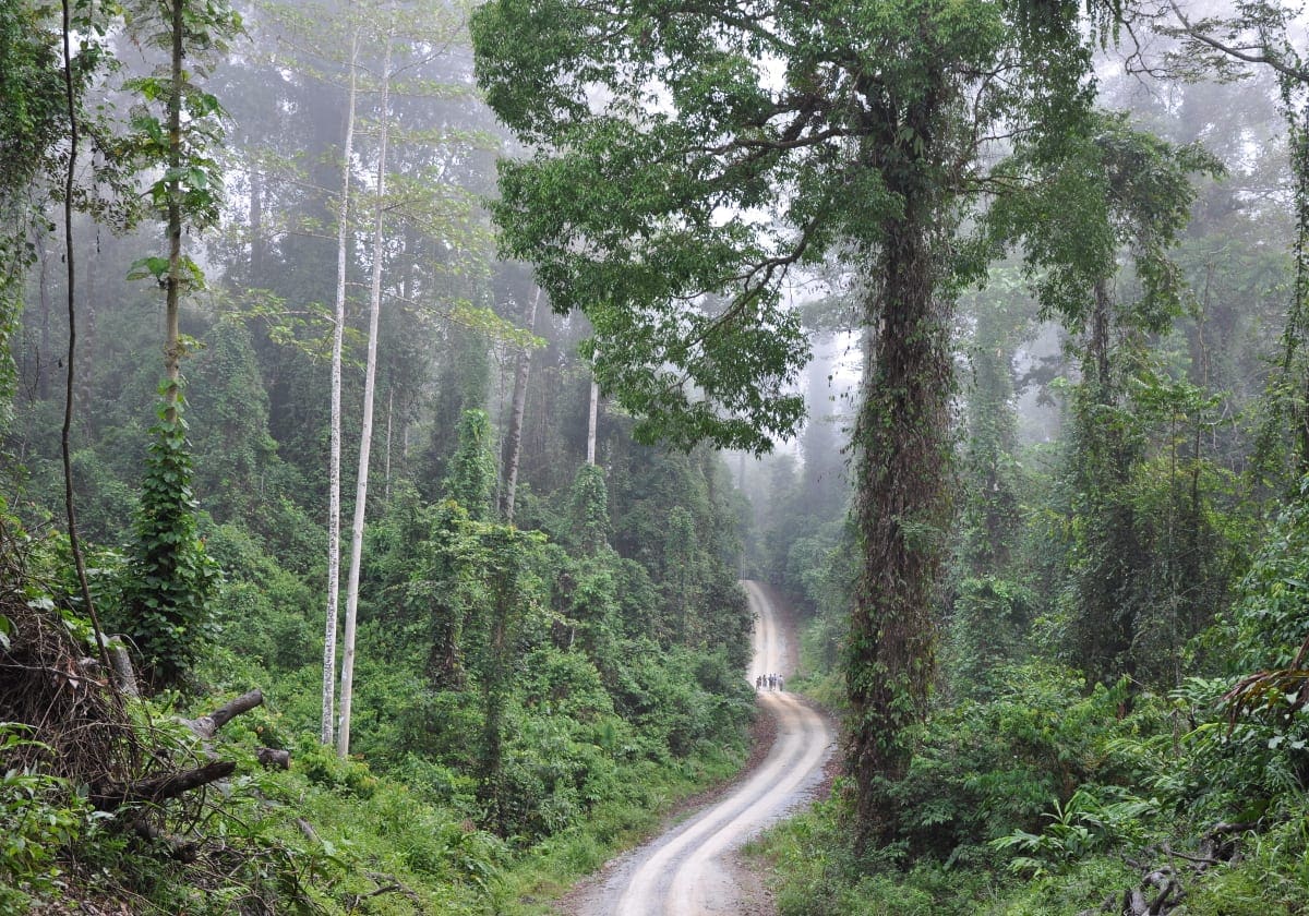 En sti igennem regnskoven i Danum Valley