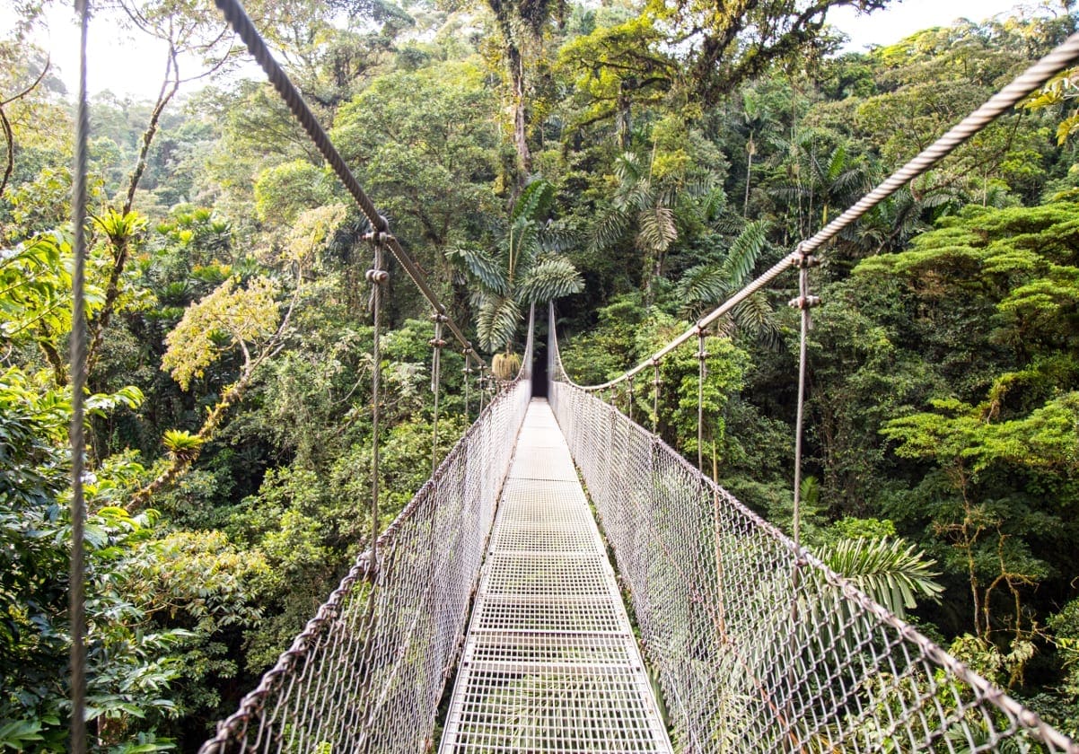 Hængebro i junglen