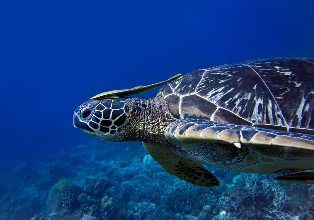 Havskildpadde med en fiskeven