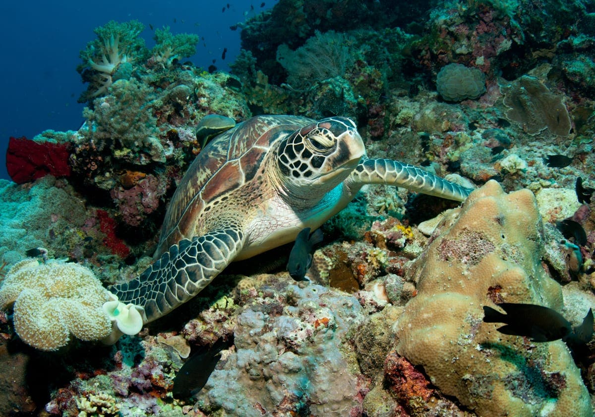 En havskildpadde i det klare vand