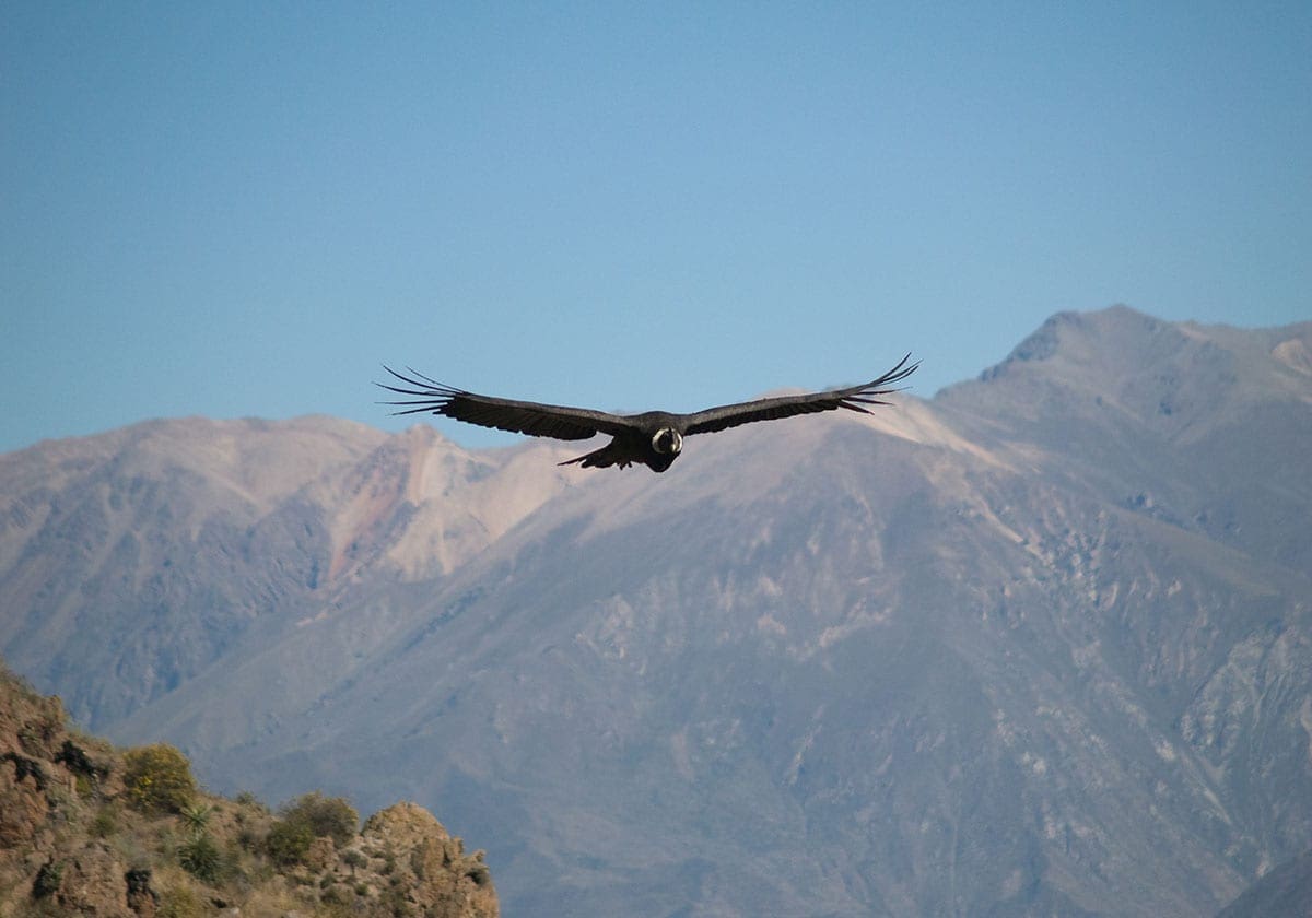 Kondor over Colca Canyon