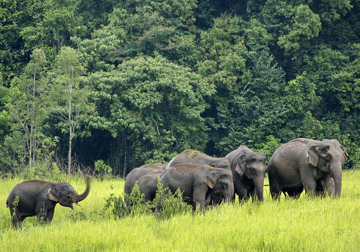 Elefantflok i Khao Yai Nationalpark