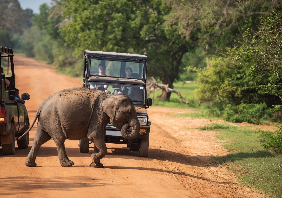 Safari i Yala Nationalpark er en stor oplevelse!