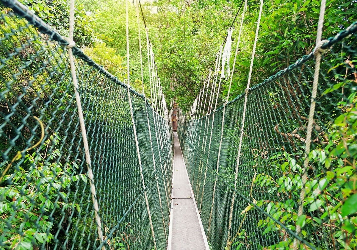 Hængebro i Taman Negara