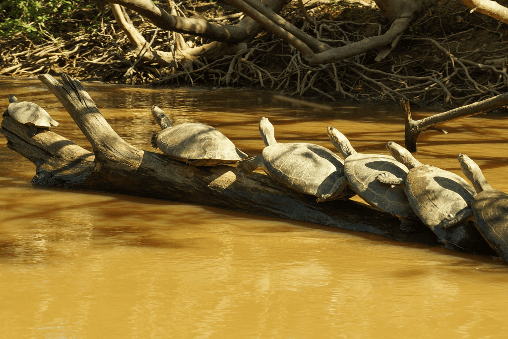 Skildpadder i sumpomrÃ¥det