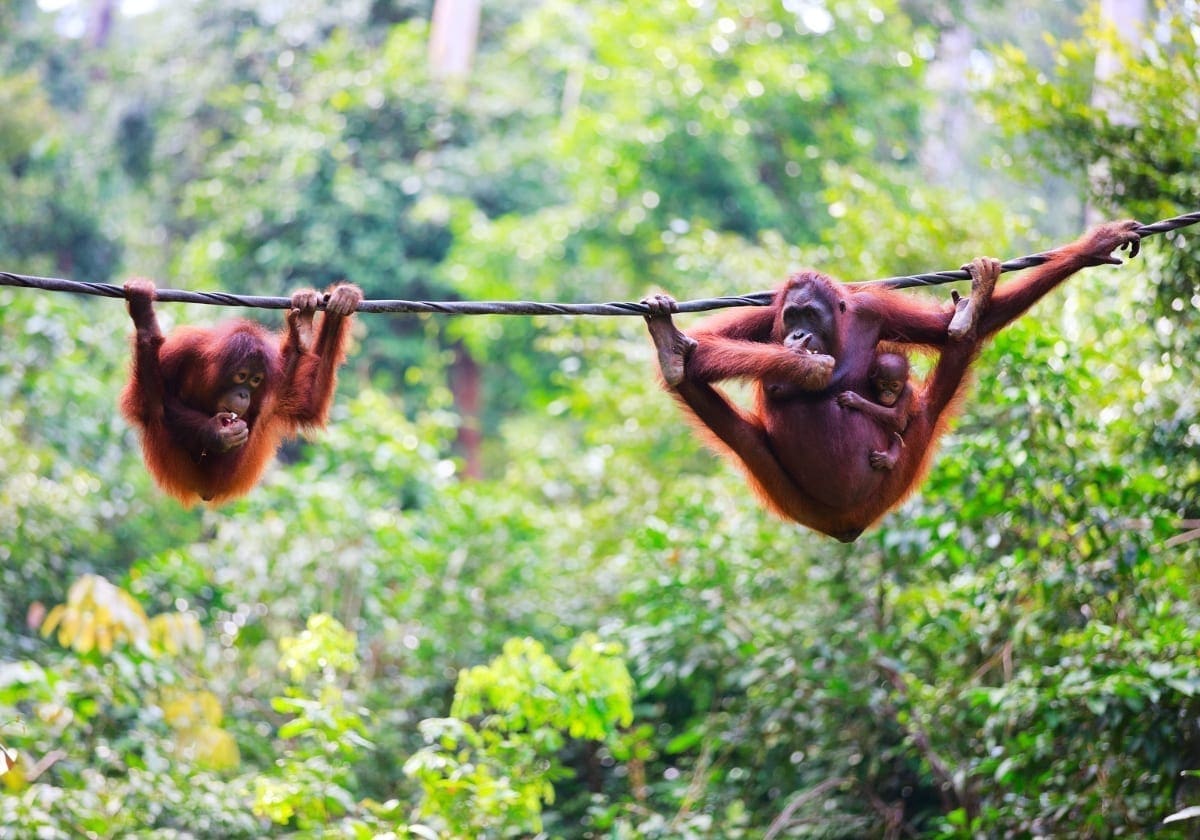Legesyge orangutanger