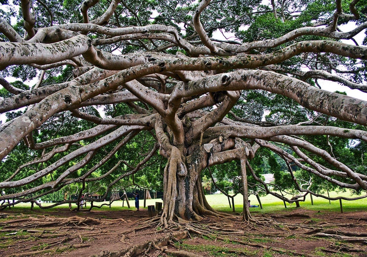 Træ i Peradeniya Garden