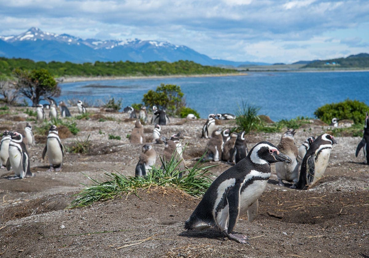Pingviner i massevis - Ushuaia