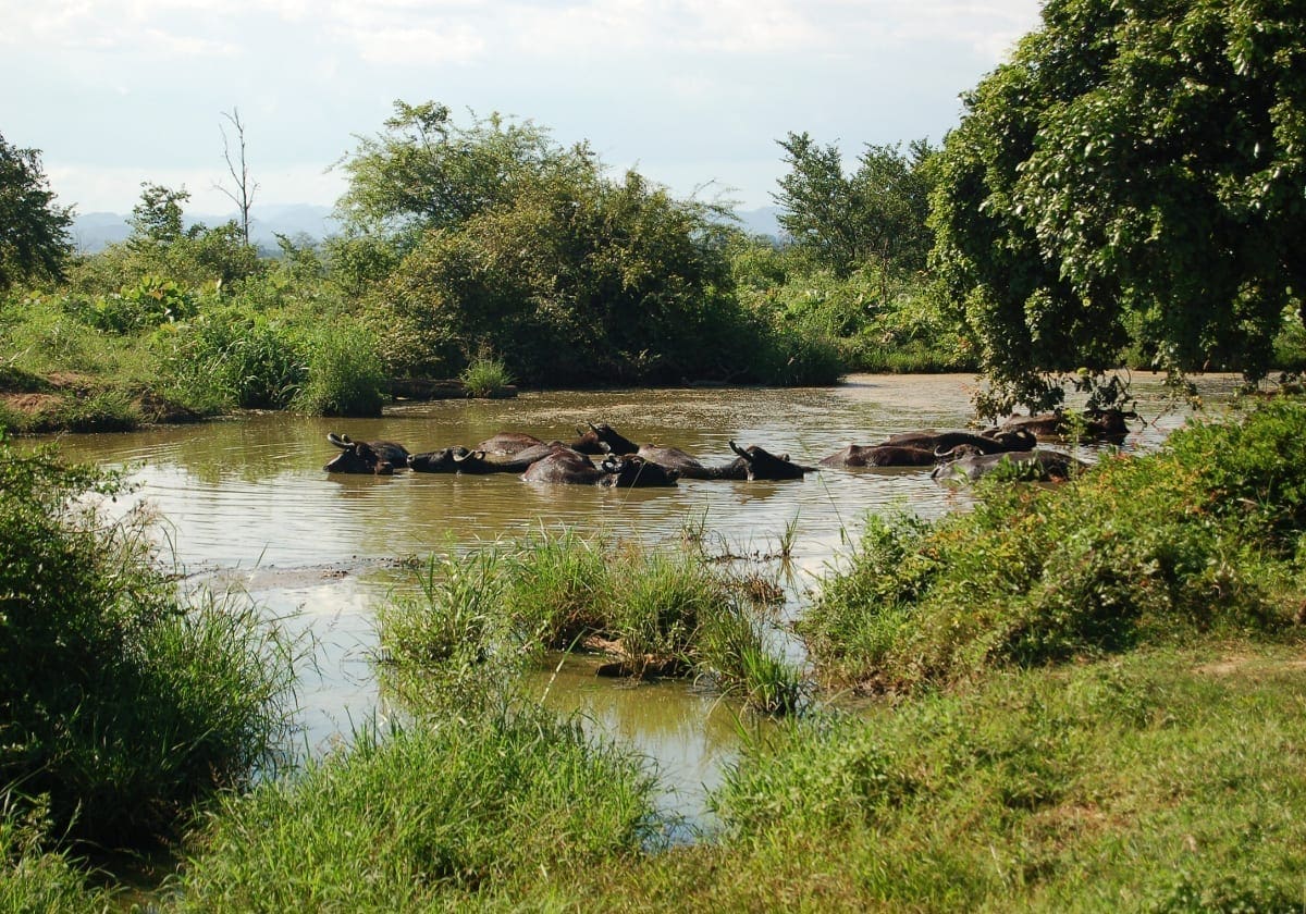 Badende okser i Udawalawe Nationalpark