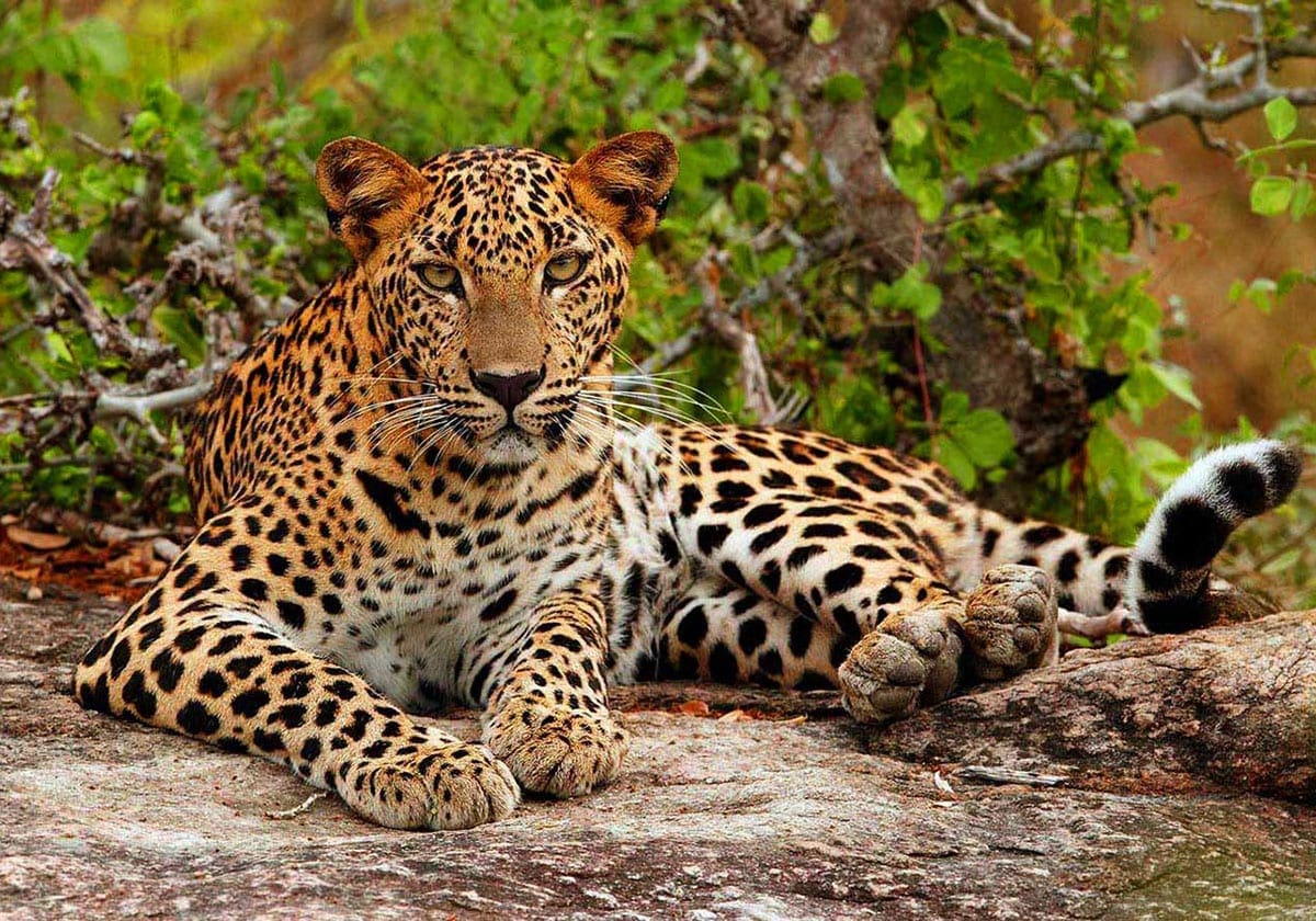 En leopard hviler sig i skyggen i Yala Nationalpark