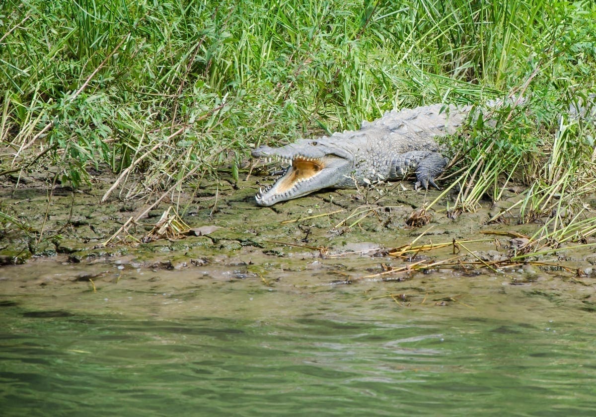 Krokodille i naturen omkring Sumidero