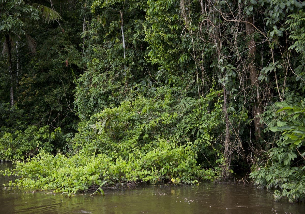 Frodig natur i Tambopata National Reserve