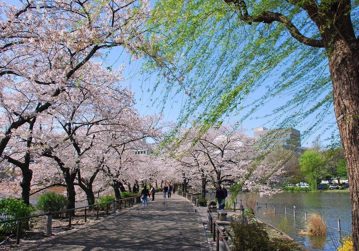 Den hyggelige Ueno park