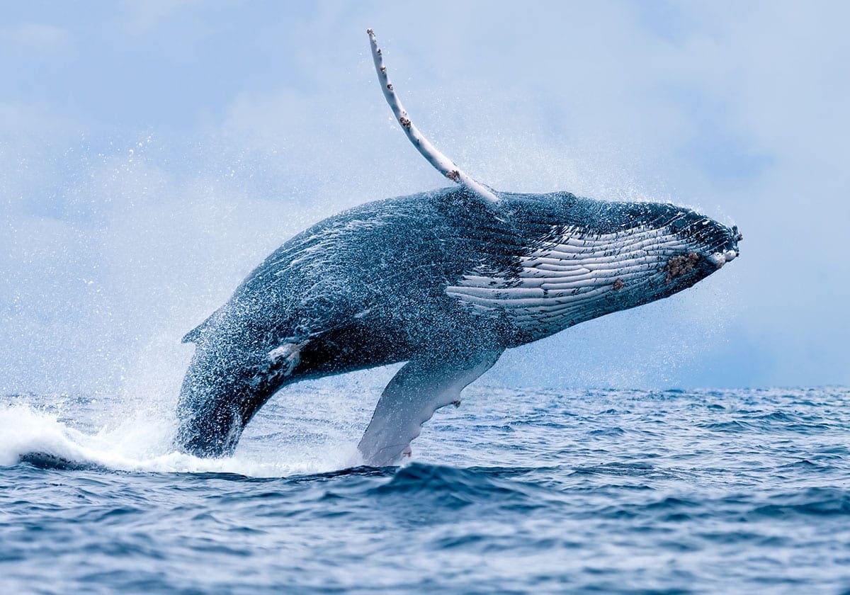 En hval ud for Puerto Lopez