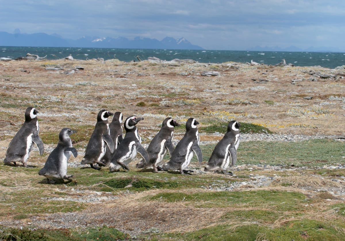 Pingviner i Punta Arenas