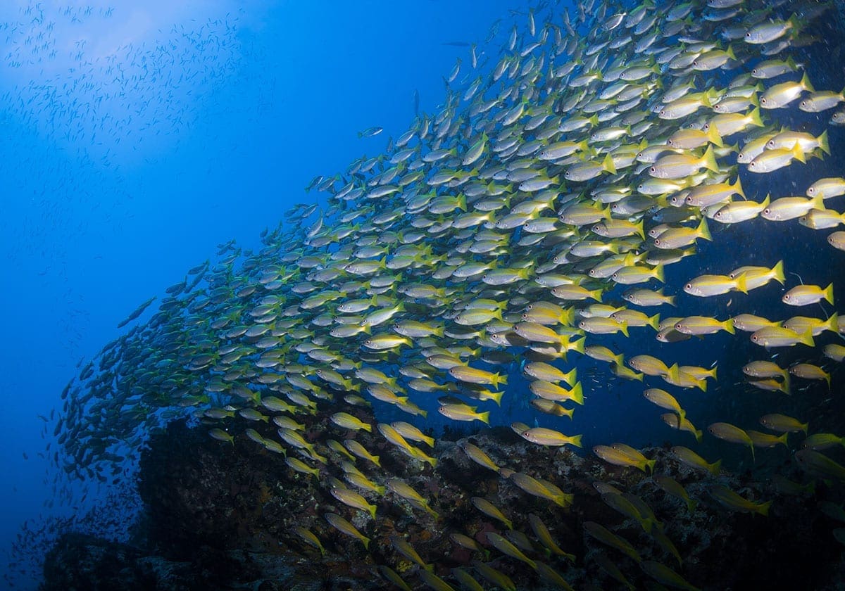 Tag pÃ¥ snorkletur ud for kysten
