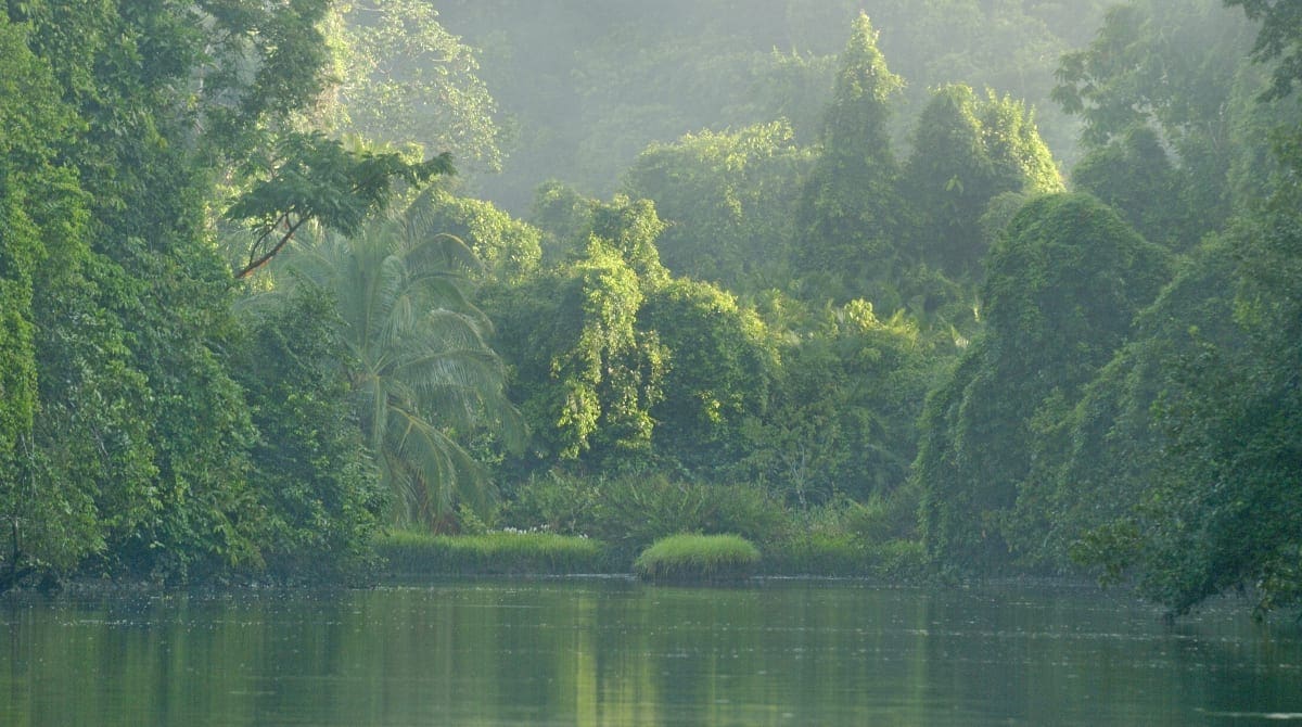 Rio Sirena lÃ¸ber igennem regnskoven