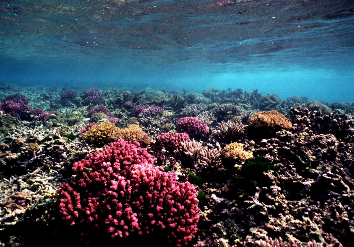 Koralrev ud for Trincomalee