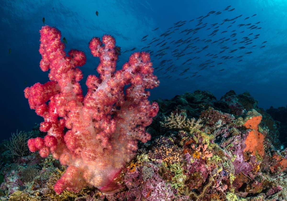 Koralrev ud for Malapascua