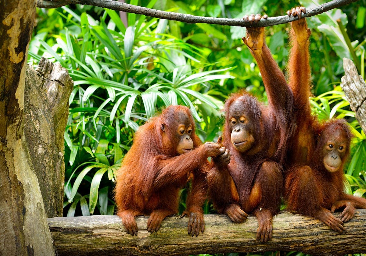 Kig efter orangutanger i skoven