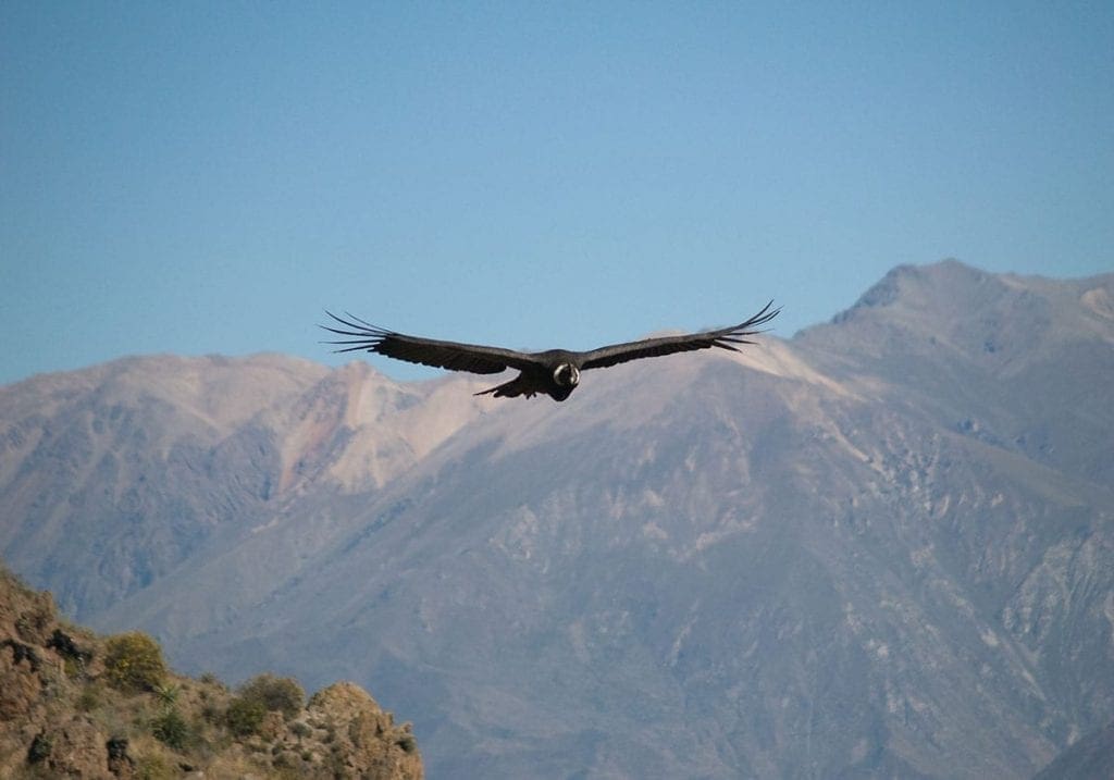 Kondor over Colca Canyon