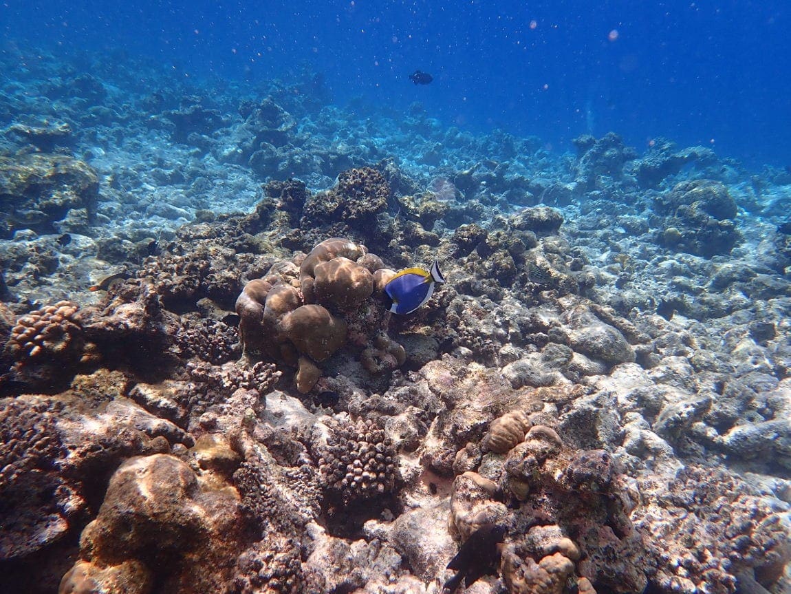 Dyk ned og undersÃ¸g koralrevet