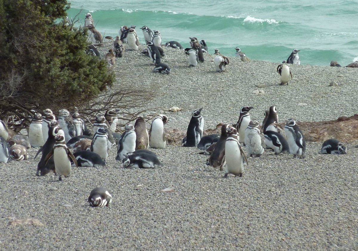 Pingviner i Puerto Madryn
