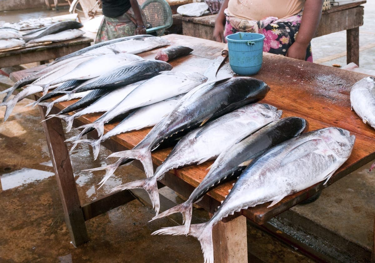Det berømte fiskemarked i Negombo