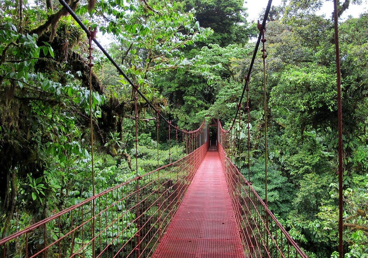 HÃ¦ngebro i Monteverdes regnskov