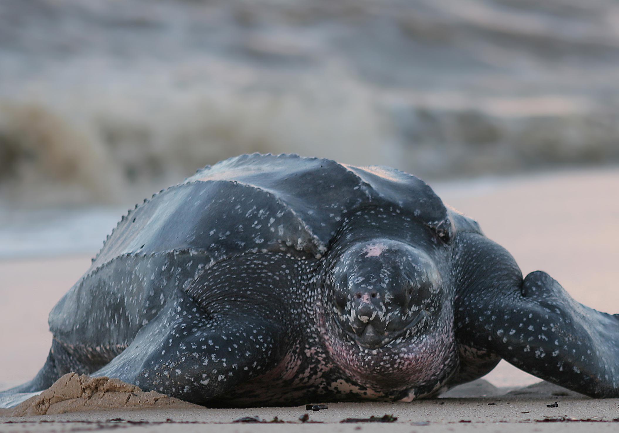 En læderskildpadde på stranden