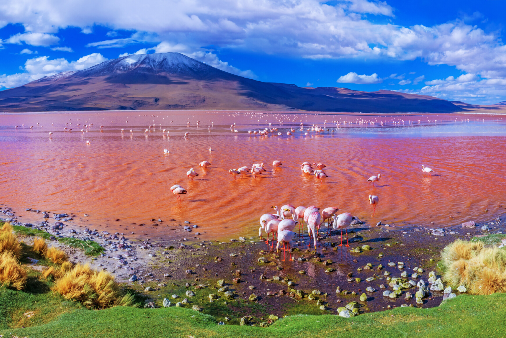 Flamingoer i Colorada lagunen