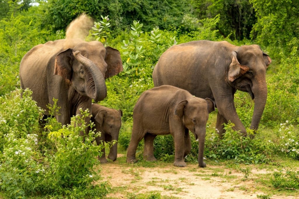 Elefantfamilie i Udawalawe Nationalpark