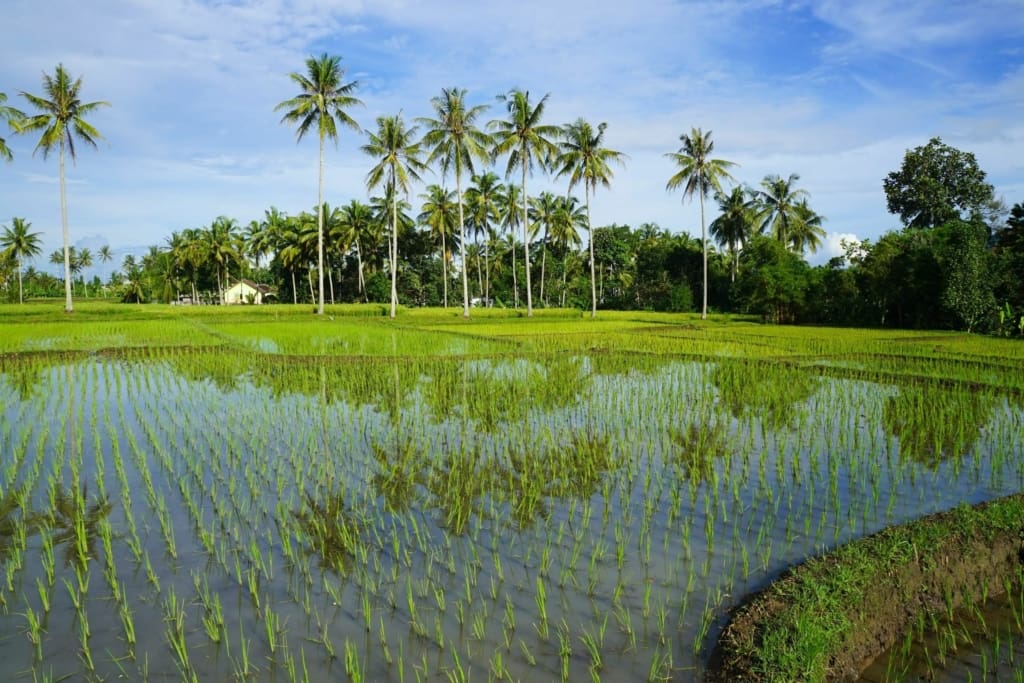 Rejser til Bali