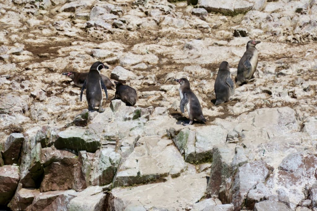 Pingviner Rejser til Peru - Rejser til Ballestas Øerne