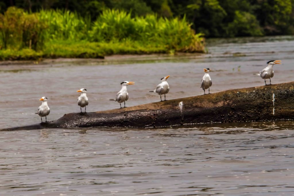 Dyrelivet omkring hotellet Rejser til Costa Rica - Rejser til Tortugero - Laguna Lodge