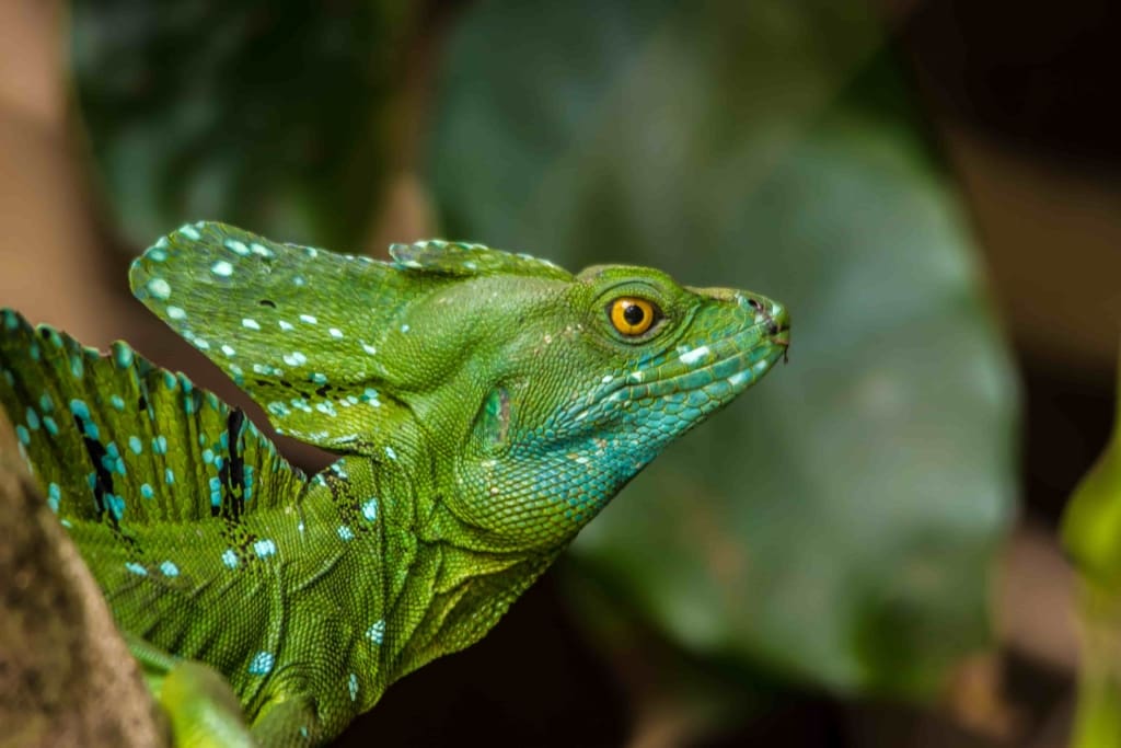 Dyrelivet omkring hotellet Rejser til Costa Rica - Rejser til Tortugero - Laguna Lodge